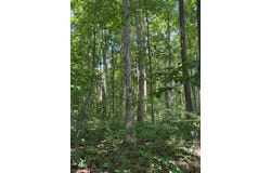 E Fork Ln., Crawford, TN 38554