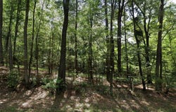 Redbud DR, Harleton, TX 75651