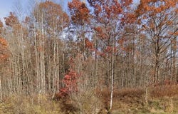 Morris Branch Road, Meadow Bridge, WV 25976