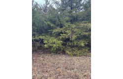 Wedge Way lot: 156, Tazewell, TN 37879