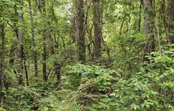 Grover Davis Road, Hamilton, AL 35570
