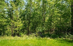 5380 BURT LAKE VIEWS, ALANSON, MI 49706