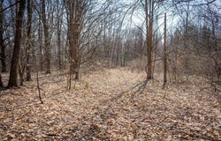 Parcel D W Grant Road, New Era, MI 49446