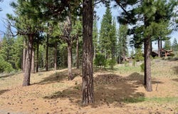 153 Saddle Ridge Road lot: 5, Clio, CA 96106
