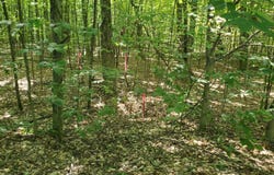 Marilla Road, Copemish, MI 49625