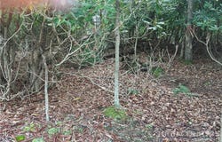 274 Poplar Drive, Beech Mountain, NC 28604