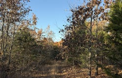County Road 871, Thornfield, MO 65762