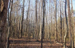 E Bivens Road, Quitman, AR 72131
