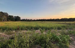 6ACRES County Road 337, Section, AL 35771