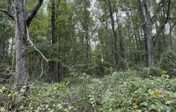 Brewer Drive, Forest, MS 39074