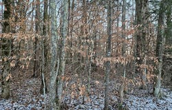 Pollard Cemetery Road, Walling, TN 38587