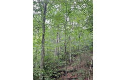 OFF RT 16 Road, Ivydale, WV 25113