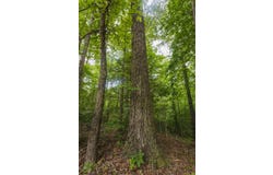 46.61+/- Acres County Road 51, Greensboro, AL 36744