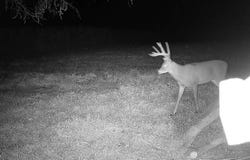 Pike 443, Curryville, MO 63339