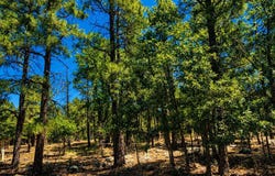 Lakeside, AZ 85929