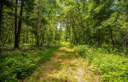 Lowes Creek Road, Eleva, WI 54738