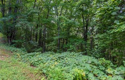 1405 North Haven Drive, Black Mountain, NC 28711