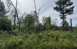 Parcel 3 Nelson Road, Idlewild, MI 49642