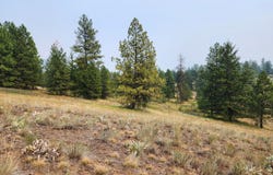 ROSE VALLEY Rd, REPUBLIC, WA 99166