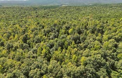 Pole Thicket Road Lot#WP00, Norman, AR 71960