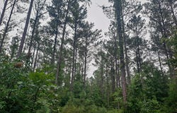 BEARD LANE, Nauvoo, AL 35578