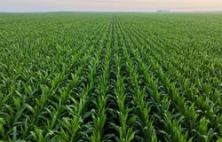 Oak Avenue, Bagley, IA 50023