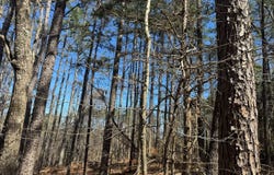 Duck Hill Ranch Road, Duck Hill, MS 38925