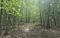 Farrar Road, Chester, VT 05143