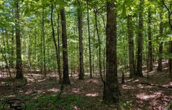 7100 Wolf Pen Rd, Pocahontas, TN 38061