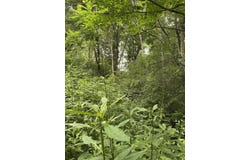 Raders Valley, Williamsburg, WV 24991