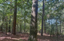 STATE ROUTE 547, Grayson, LA 71435
