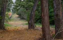 Stiewert Lane, Paige, TX 78659