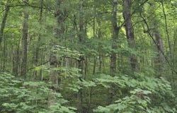 Marshall Rd, Richland Center, WI 53581