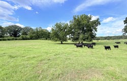 Tbd 1 Montgomery Road, Bogue Chitto, MS 39629