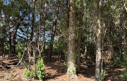 Tract #1 Convick Circle, Pavo, GA 31778