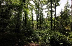 Baylor House Road, Bigelow, AR 72016