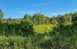 Heald Road lot: 3, Cavendish, VT 05142