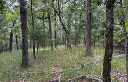 8771 Fallow Run, Larue, TX 75770