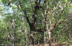 4 Star Landing Road, Nesbit, MS 38651