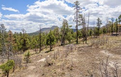 9 2076, Alpine, AZ 85920