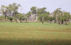County Road 193, Muleshoe, TX 79347