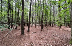 1.75ac KEGOTANK RD lot: 2, NELSONIA, VA 23414