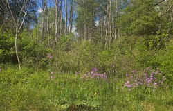 Huddle Rd. lot: 0, Ivanhoe, VA 24350