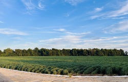 207 CR 478, Rector, AR 72461