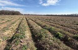 Earl Medlin Rd, Rayville, LA 71269