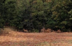 E 350 Road, Jay, OK 74346