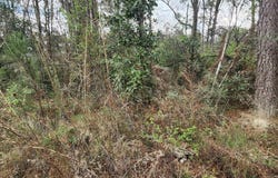 37344 Reinninger Rd, Denham Springs, LA 70706