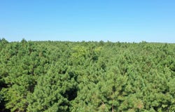 County Road 1619, Linden, TX 75563