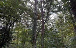 S Elk River Road, Clendenin, WV 25045