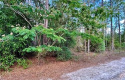 NE 94th Ave, Bronson, FL 32621